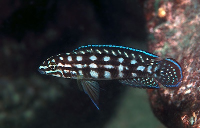 Julidochromis cf. marlieri 'Kala'